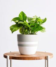 Load image into Gallery viewer, Devil's Ivy, Pothos houseplant. The best house plants for beginners. Shop online and choose from allergy-reducing, air-purifying, and easy-to-grow houseplants anyone can enjoy. Free shipping on orders $100+.