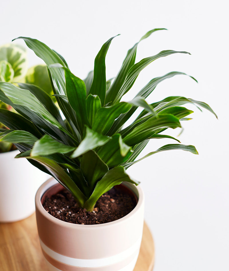 Dracaena