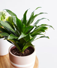 Load image into Gallery viewer, Dracaena.