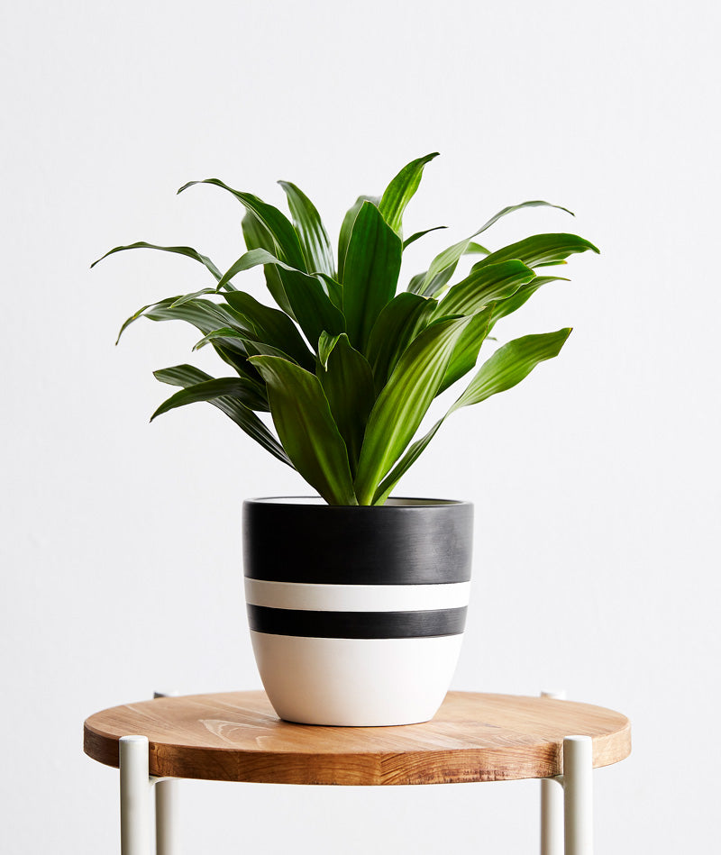 Exotenherz - Mini Spathiphyllum - mini feuille simple - pot 7cm