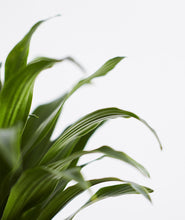 Load image into Gallery viewer, The Dracaena Duo.