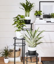 Load image into Gallery viewer, The best plants for your bedroom. Indoor potted plants decor.