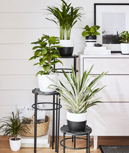 The best plants for your bedroom. Indoor potted plants decor.