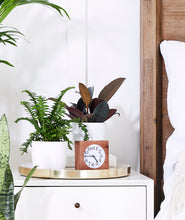 Load image into Gallery viewer, the best plants for your bedroom. nightstand with potted plants.