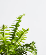 Load image into Gallery viewer, The Fern Set.