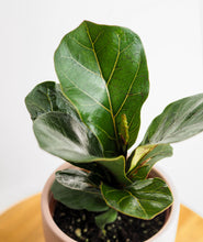 Load image into Gallery viewer, Fiddle-Leaf Fig.