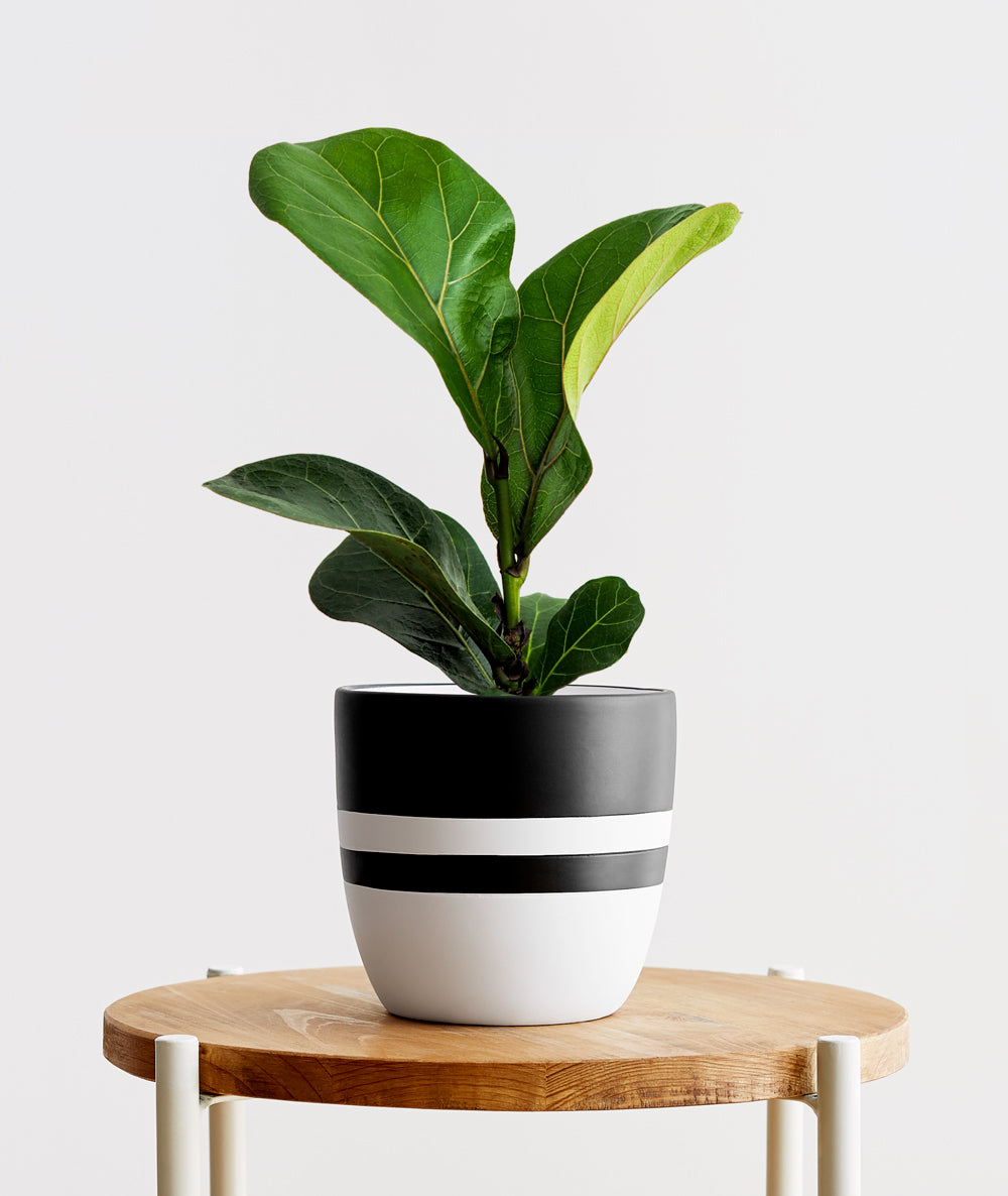 Fiddle-Leaf Fig.