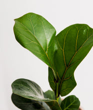 Load image into Gallery viewer, Fiddle-Leaf Fig.