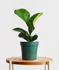 Fiddle-Leaf Fig