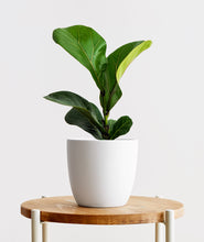 Load image into Gallery viewer, Fiddle-Leaf Fig.