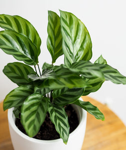 Freddie Calathea - Ansel & Ivy