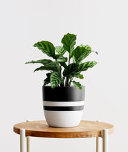 Load image into Gallery viewer, Freddie Calathea - Ansel & Ivy