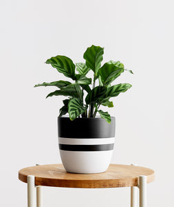 Freddie Calathea - Ansel & Ivy