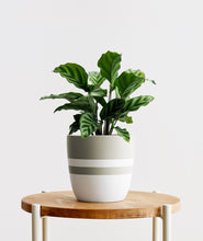 Load image into Gallery viewer, Freddie Calathea