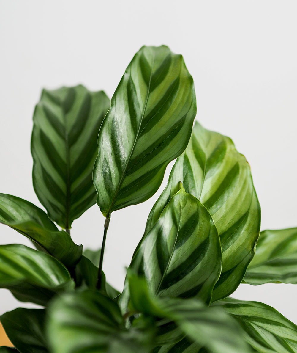 Freddie Calathea