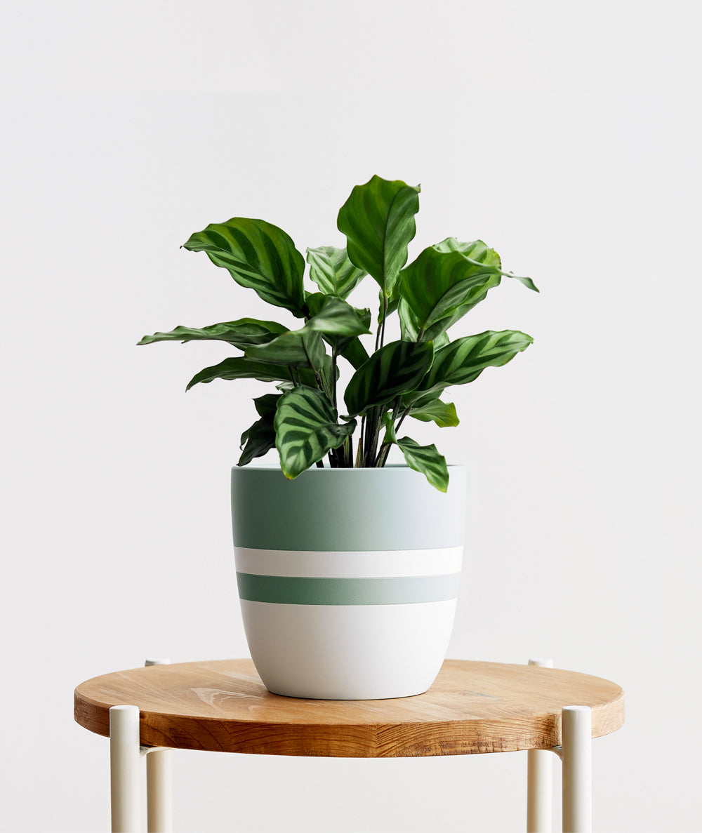 Freddie Calathea - Ansel & Ivy