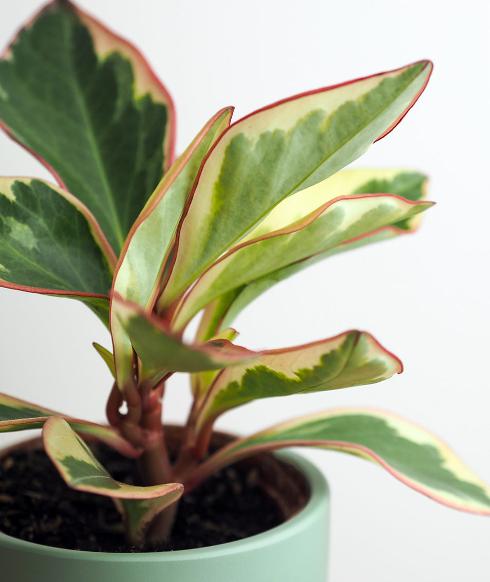 Ginny Peperomia