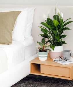 Peace Lily - Ansel & Ivy. premium houseplants. indoor plants decor.