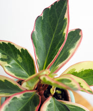 Load image into Gallery viewer, Ginny Peperomia, peperomia clusiifolia plant with pink leaves. The best house plants for beginners and low-light spaces. Peperomia houseplants are safe for cats and not toxic to dogs. Shop online and choose from pet-friendly, air-purifying, and easy-to-grow houseplants anyone can enjoy. Free shipping on orders $100+.