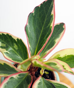 Ginny Peperomia, peperomia clusiifolia plant with pink leaves. The best house plants for beginners and low-light spaces. Peperomia houseplants are safe for cats and not toxic to dogs. Shop online and choose from pet-friendly, air-purifying, and easy-to-grow houseplants anyone can enjoy. Free shipping on orders $100+.