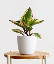 Load image into Gallery viewer, Ginny Peperomia - Ansel & Ivy