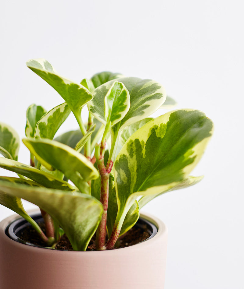 Green Gold Peperomia