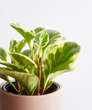 Load image into Gallery viewer, Peperomia obtusifolia plant. The best house plants for beginners and low-light spaces. Peperomia houseplants are safe for cats and not toxic to dogs. Shop online and choose from pet-friendly, air-purifying, and easy-to-grow houseplants and desk plants anyone can enjoy. Free shipping on orders $100+.