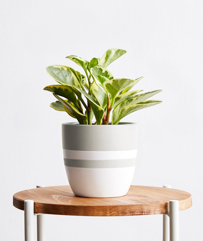 Green Gold Peperomia - Ansel & Ivy