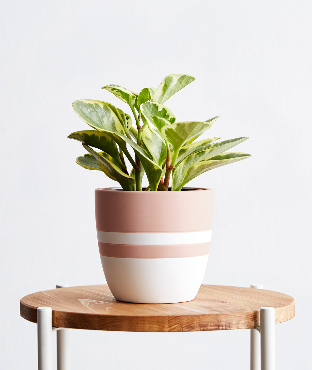 Peperomia obtusifolia plant. The best house plants for beginners and low-light spaces. Peperomia houseplants are safe for cats and not toxic to dogs. Shop online and choose from pet-friendly, air-purifying, and easy-to-grow houseplants and desk plants anyone can enjoy. Free shipping on orders $100+.