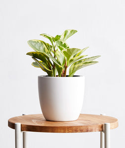 Green Gold Peperomia - Ansel & Ivy