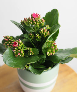 Blooming Kalanchoe