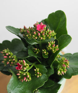 Blooming Kalanchoe