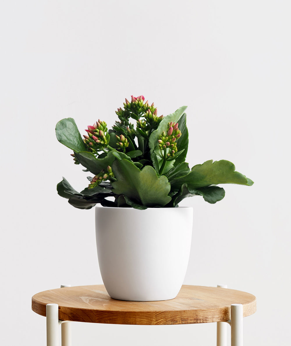 Blooming Kalanchoe