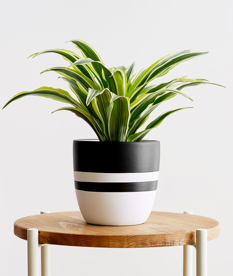 Lemon Lime Dracaena