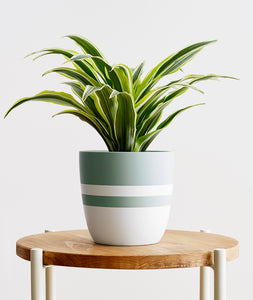 Lemon Lime Dracaena - Ansel & Ivy