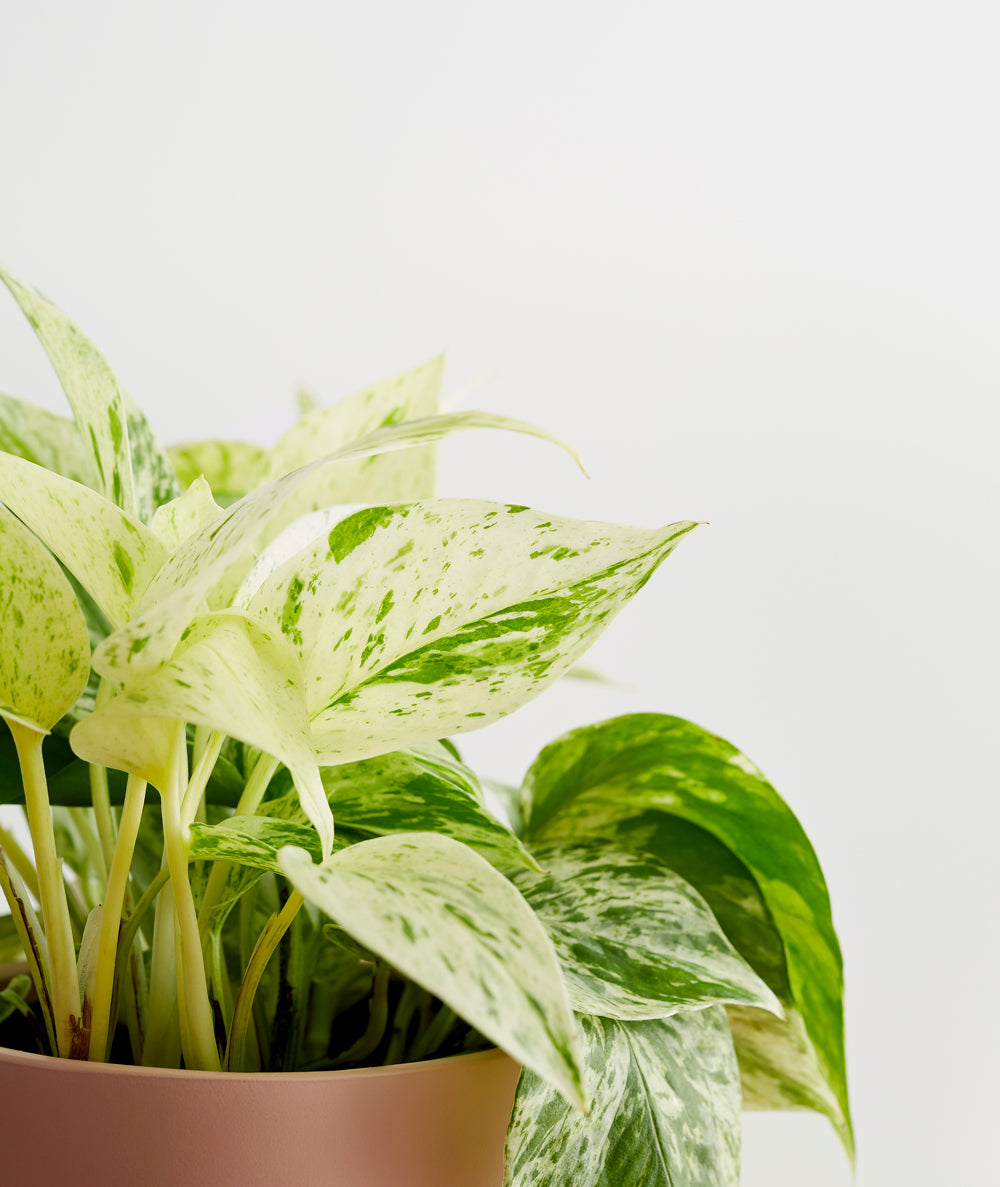 Marble Queen Pothos