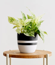 Load image into Gallery viewer, Marble Queen Pothos houseplant. The best house plants for beginners. Shop online and choose from allergy-reducing, air-purifying, and easy-to-grow houseplants anyone can enjoy. Free shipping on orders $100+.