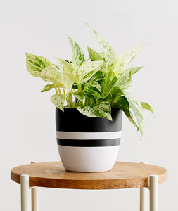 Marble Queen Pothos houseplant. The best house plants for beginners. Shop online and choose from allergy-reducing, air-purifying, and easy-to-grow houseplants anyone can enjoy. Free shipping on orders $100+.