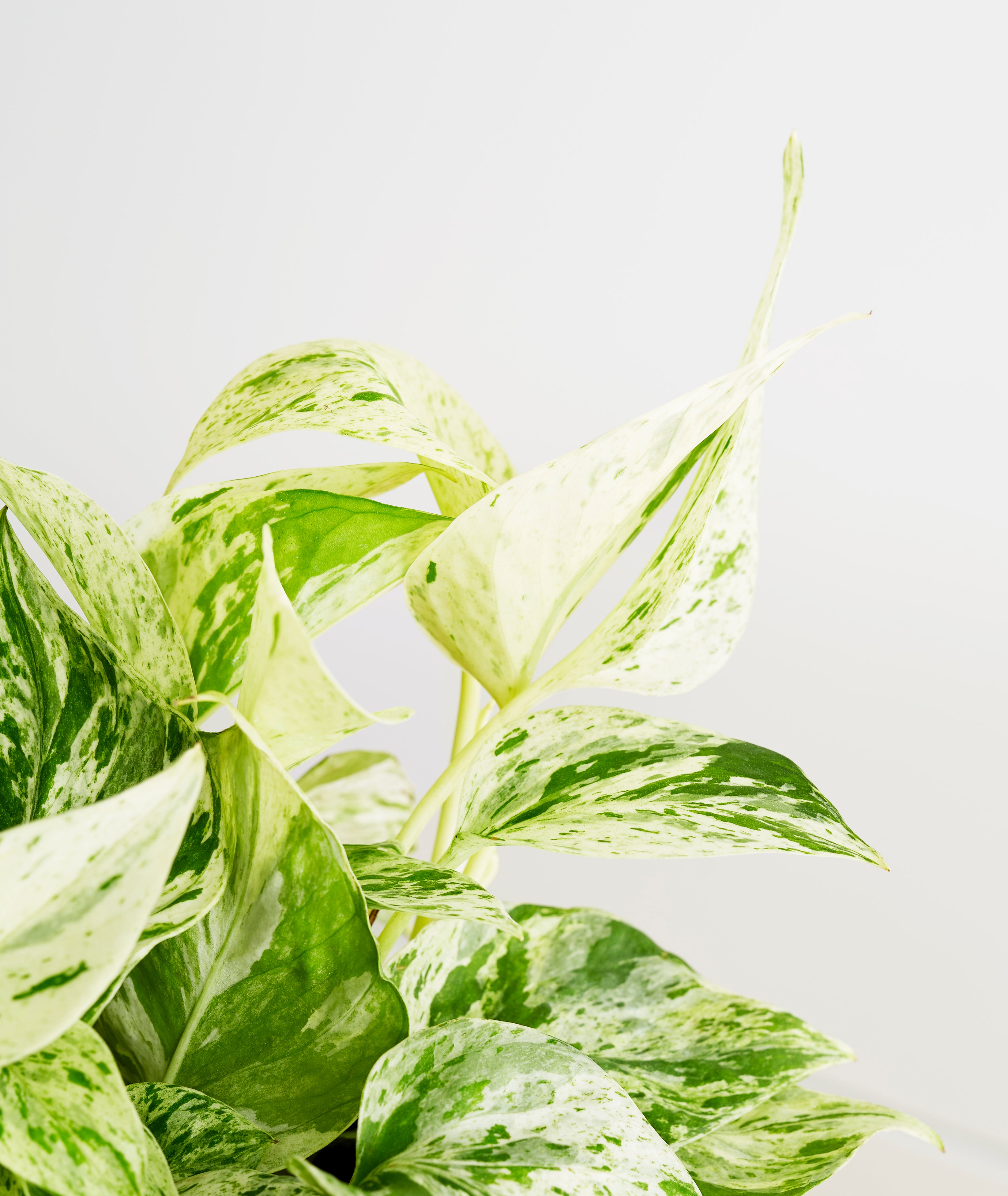 Marble Queen Pothos