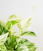 Load image into Gallery viewer, Marble Queen Pothos - Ansel & Ivy