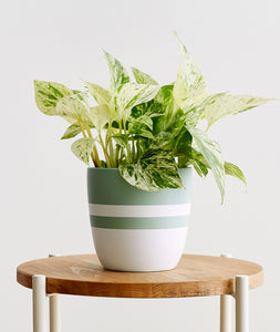 Marble Queen Pothos - Ansel & Ivy