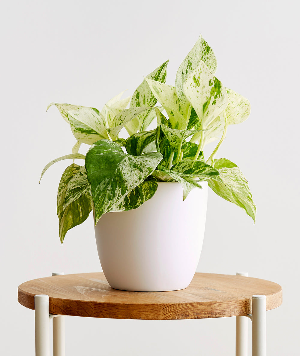 Marble Queen Pothos - Ansel & Ivy