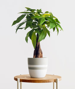 Money Tree, Pachira aquatica. Feng shui houseplant. Bring some positive energy to your home or office with this lucky plant. Shop online and choose from pet-friendly, air-purifying, and easy-to-grow houseplants anyone can enjoy. The perfect housewarming gift. 