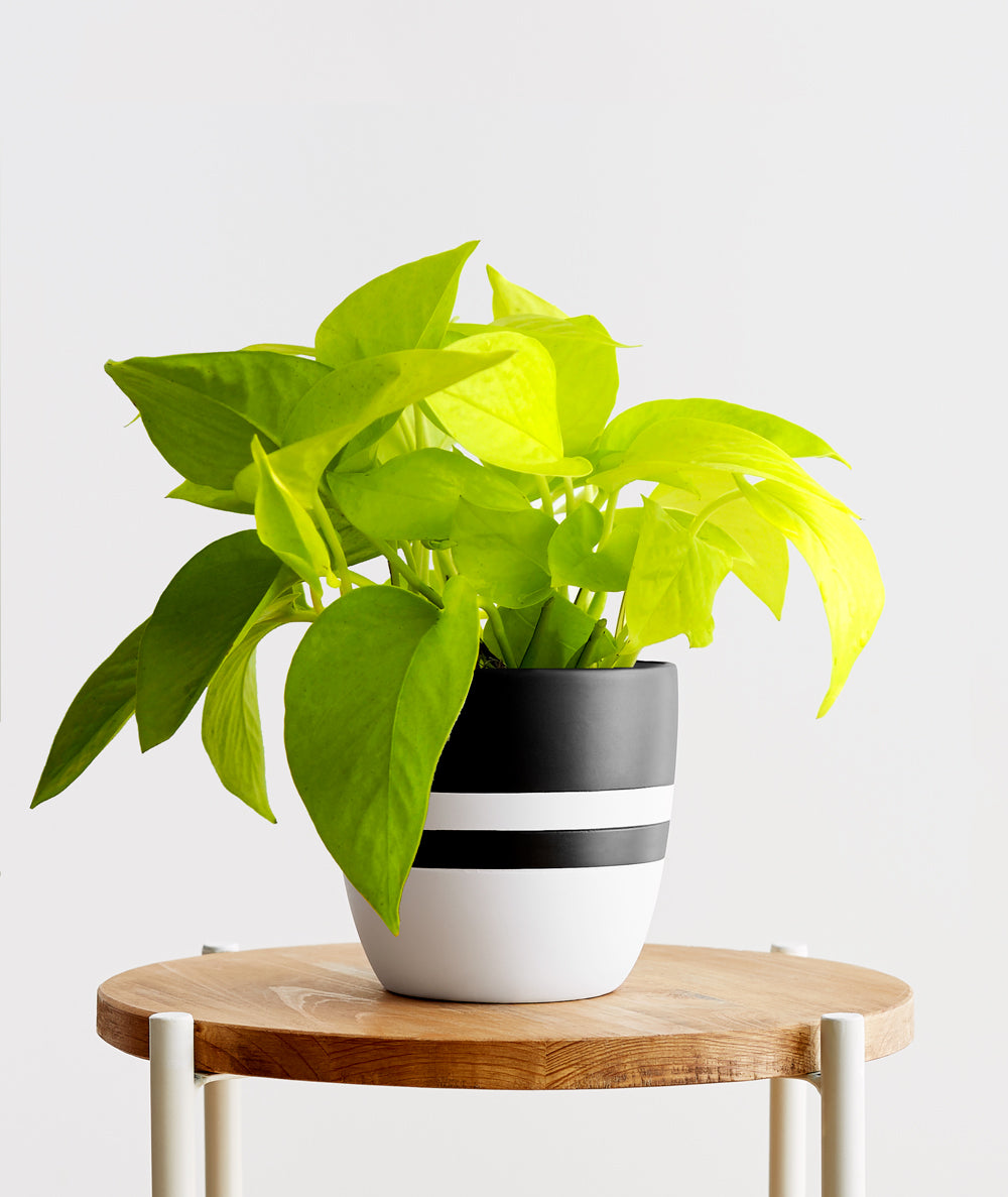 Neon Pothos