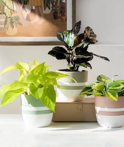 houseplants on desk. indoor plants decor.