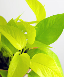 Neon Pothos