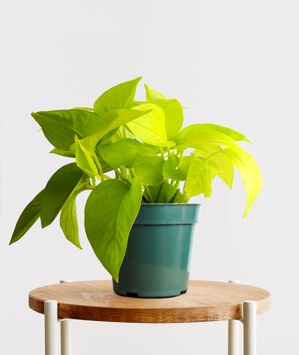 Neon Pothos