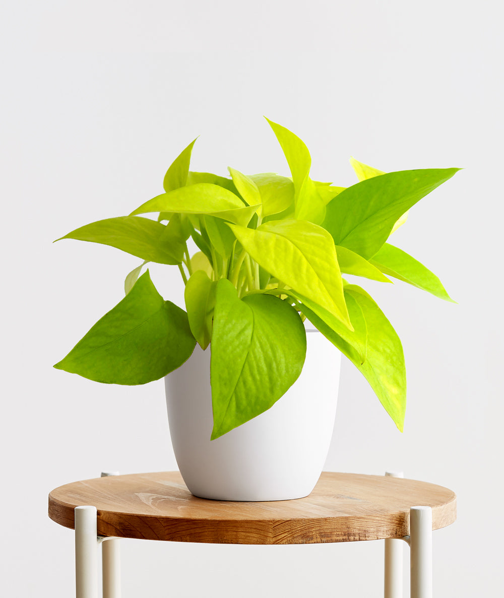 Neon Pothos