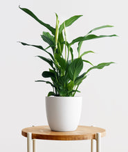 Load image into Gallery viewer, Peace Lily - Ansel & Ivy