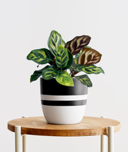 Load image into Gallery viewer, Peacock Calathea, Calathea Makoyana with colorful leaves. Calathea houseplants are safe for cats and not toxic to dogs. Shop online and choose from pet-friendly, air-purifying, and easy-to-grow houseplants anyone can enjoy. Free shipping on orders $100+.